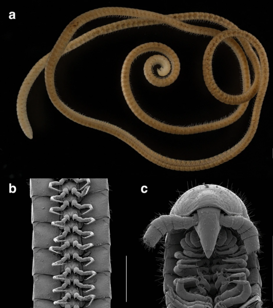 Австралийские учёные нашли многоножку с самым большим количеством ног