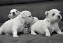 Как выбрать щенка мальтийской болонки мини: критерии оценки, особенности породы и советы по выбору здорового щенка