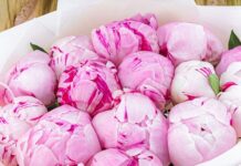 Как выбрать букет из пионов и популярные сорта во флористике?