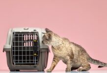 Как выбрать гостиницу для собаки