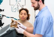 Стоматология для кошек: профилактика, диагностика и лечение заболеваний зубов