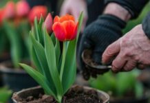 Выбор тюльпанов для букетов: секреты свежести и красоты