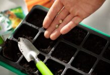 Как правильно выбирать семена петуний?