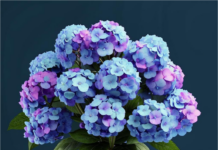 Букеты с гортензиями: потрясающий подарок для подруги