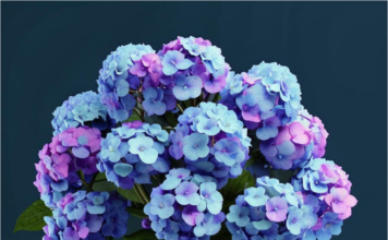 Букеты с гортензиями: потрясающий подарок для подруги