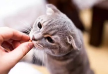 Как составить сбалансированное меню для кошки: сухой и влажный корм — баланс и польза