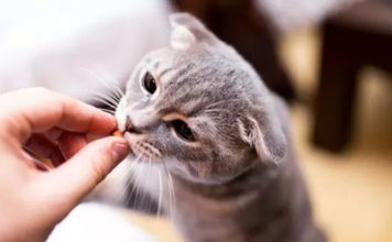 Как составить сбалансированное меню для кошки: сухой и влажный корм — баланс и польза