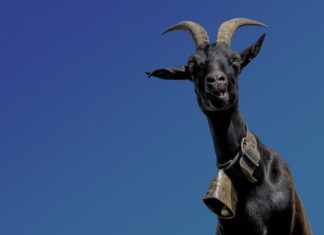 Толкование сна: черные козы