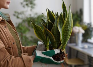 Фикус в доме: символ и значение