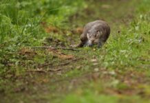 Сон про мертвого ежа: толкование