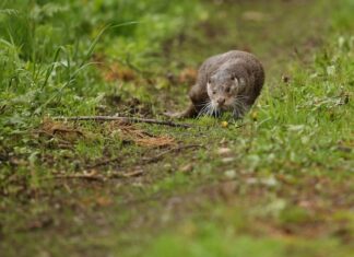 Сон про мертвого ежа: толкование