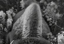 Толкование сна: голова быка