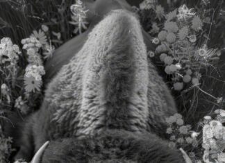 Толкование сна: голова быка