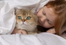 К чему снится красный котенок женщине