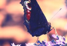 Сон о большой красивой бабочке: толкование