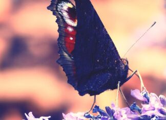 Сон о большой красивой бабочке: толкование