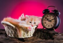 Кету в Овне и Раху в Весах: Астрологический аспект