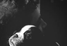 Смерть любимого питомца во сне