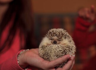 Белый ежик во сне женщины: толкование