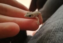 К чему снится геккон женщине