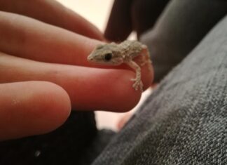 К чему снится геккон женщине