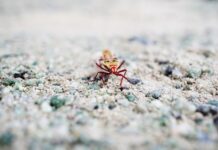 Сонник: Пауки и муравьи