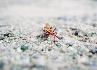 Сонник: Пауки и муравьи