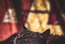 К чему снится умерший кот