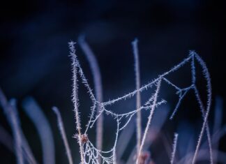 Паук плетет паутину во сне: толкование