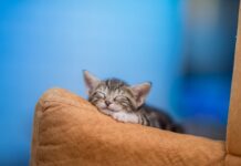 К чему снится бывший кот