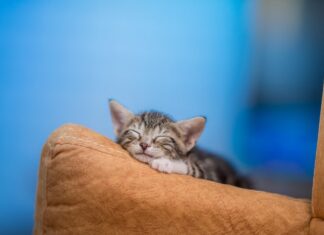 К чему снится бывший кот