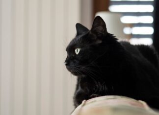 Сонник: мертвая черная кошка