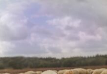 Видеть баранов и овец во сне