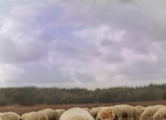 Видеть баранов и овец во сне