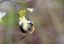Пчелы во сне: что означает, если они не кусают