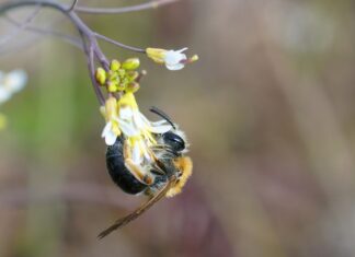 Пчелы во сне: что означает, если они не кусают