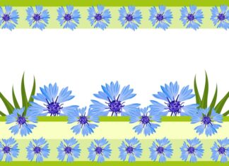 Василек: значение на языке цветов