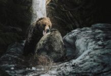 Мужчина убегает во сне от медведя