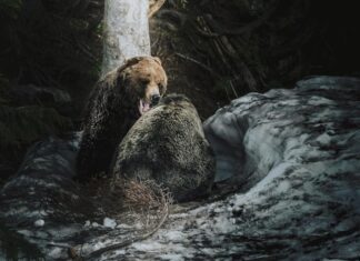 Мужчина убегает во сне от медведя