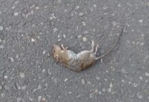 Толкование сна: мертвые мыши