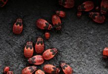 Видеть во сне много жуков