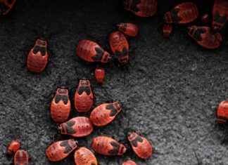 Видеть во сне много жуков