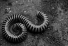 Черви во сне: толкование