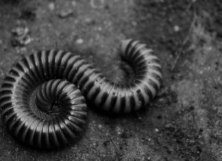 Черви во сне: толкование