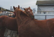 Туган Кон: Белэн Котлау Ирлэргэ