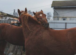 Туган Кон: Белэн Котлау Ирлэргэ