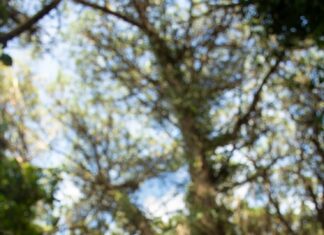 Заголовок: «Мудрые цитаты о природе»