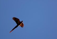 Кофейная гуща: неожиданная красота в полете