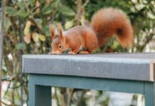 К чему снится кормить белку во сне