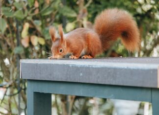 К чему снится кормить белку во сне